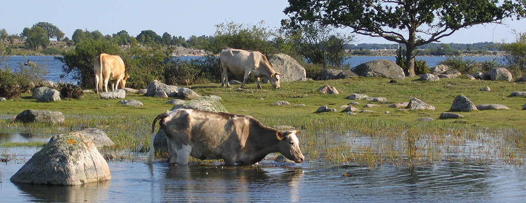 Ko svalkar sig i havet